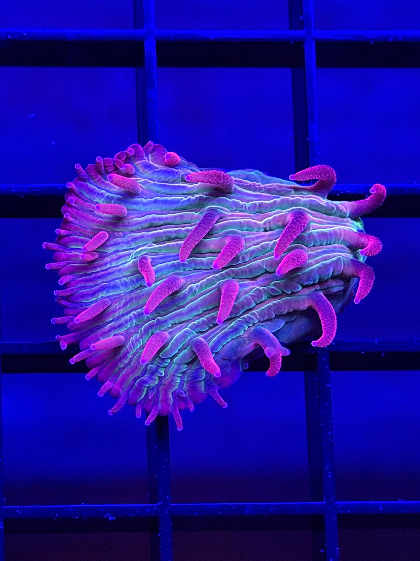 Red Fang Diaseris