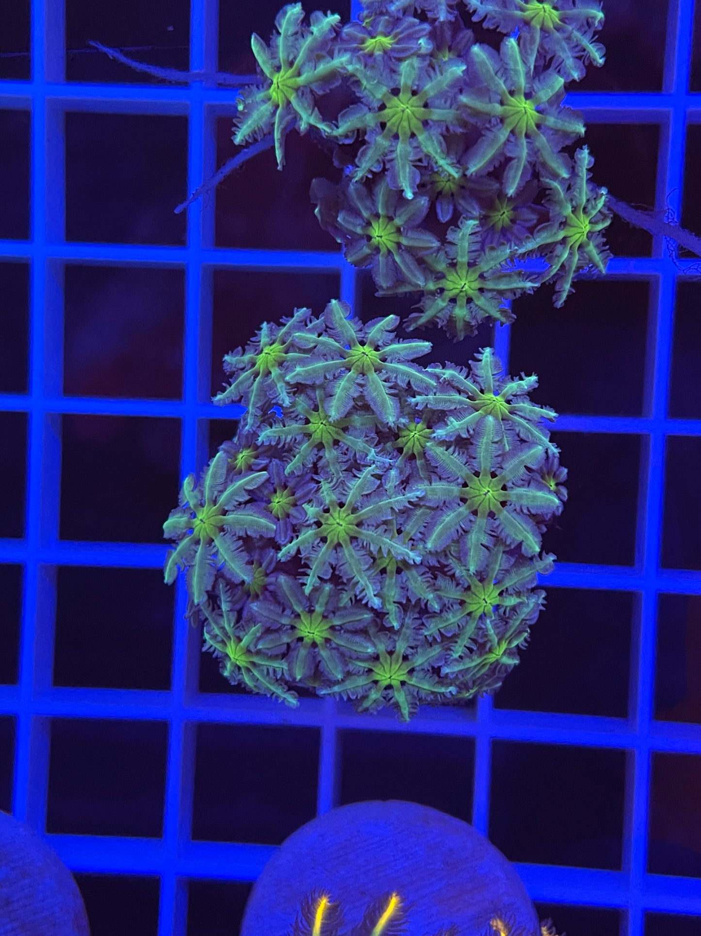 Pipe Organ Coral