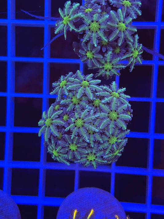 Pipe Organ Coral