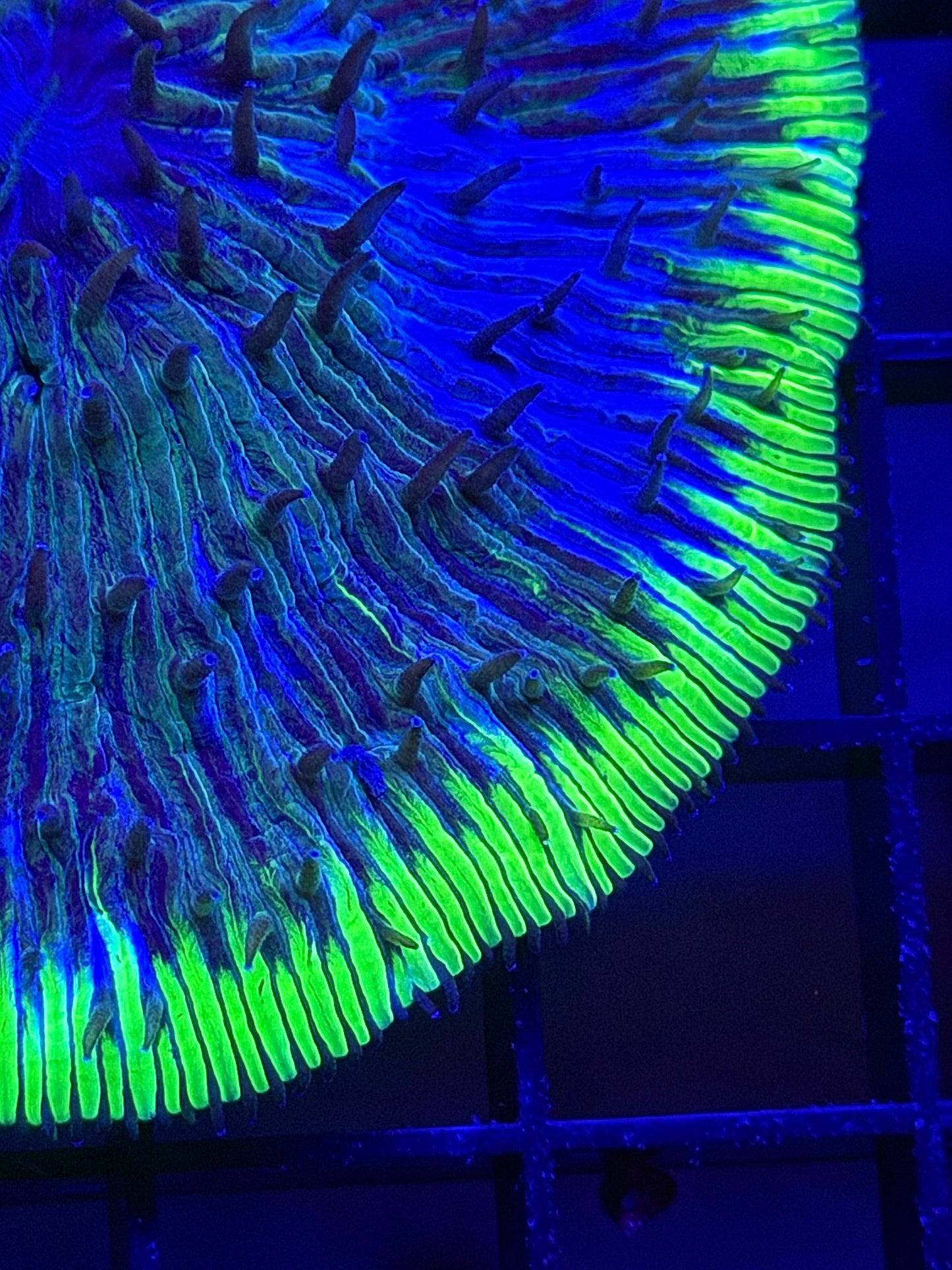 Green Ring Fungia Plate Coral