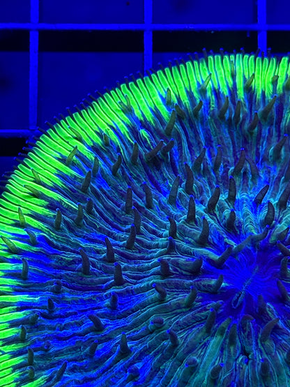 Green Ring Fungia Plate Coral
