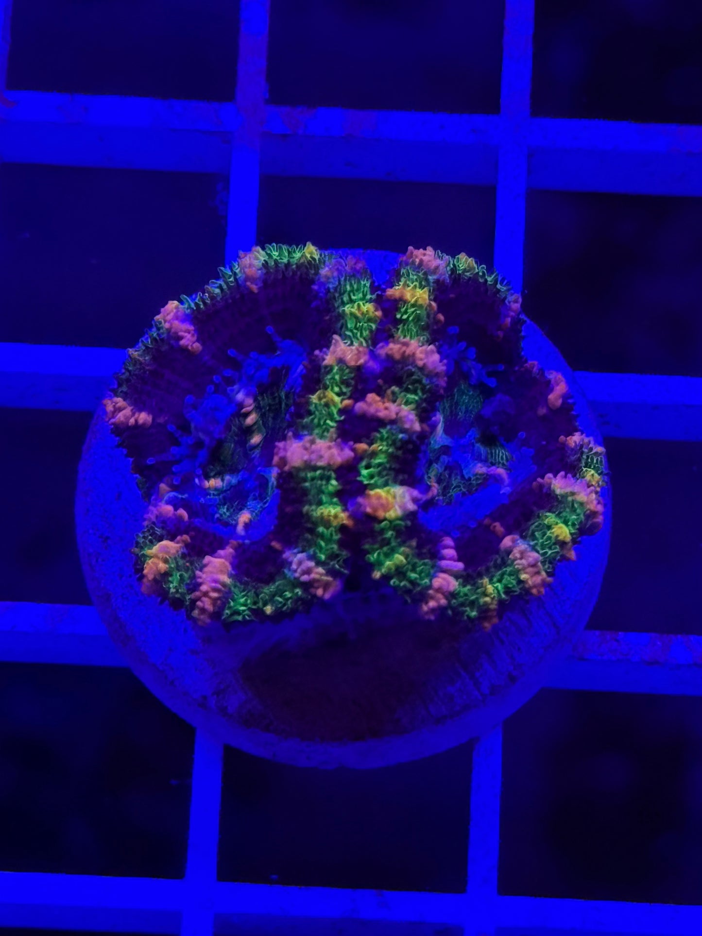 Double Crouching Tiger Aussie Acan
