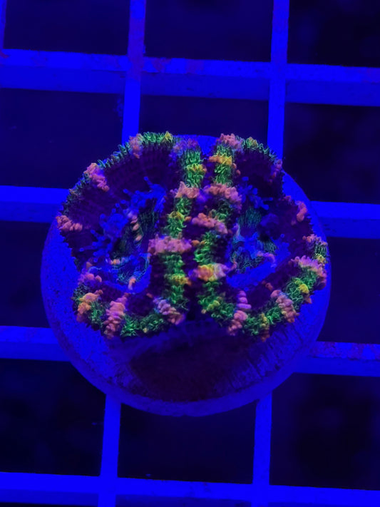 Double Crouching Tiger Aussie Acan
