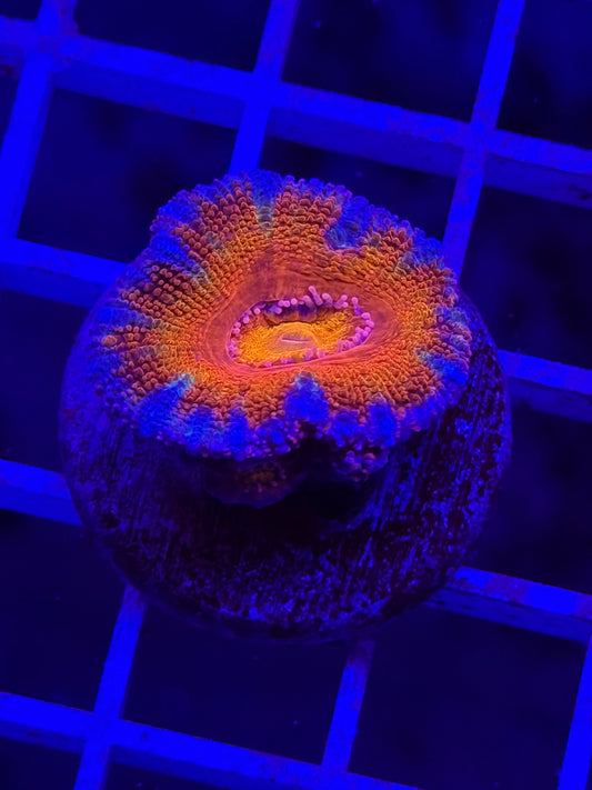 Rainbow Sunrise Acan (with babies)
