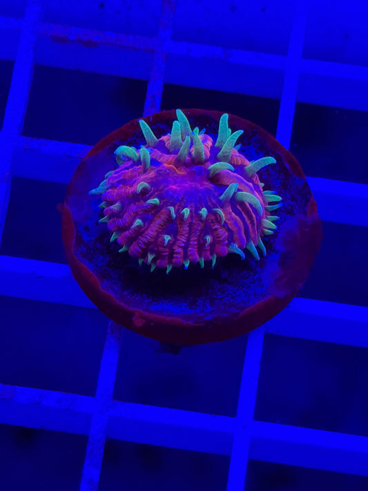 TCK Insanity Plate 1-1/4" Plug
