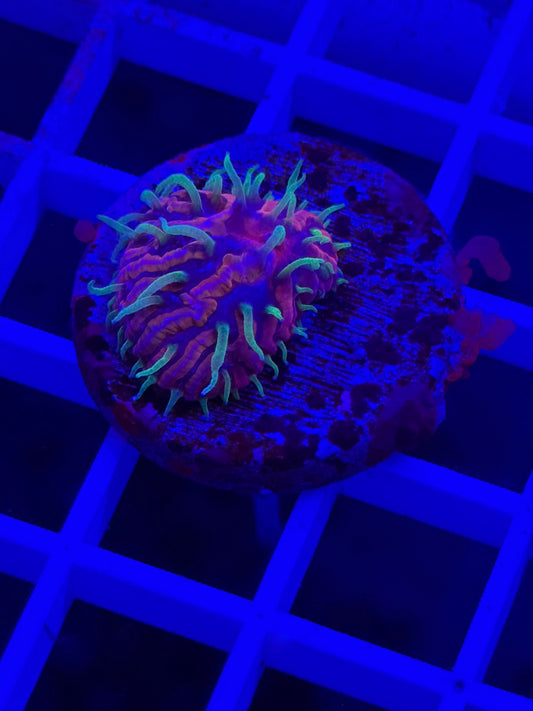TCK Insanity Plate 1-1/4" Plug