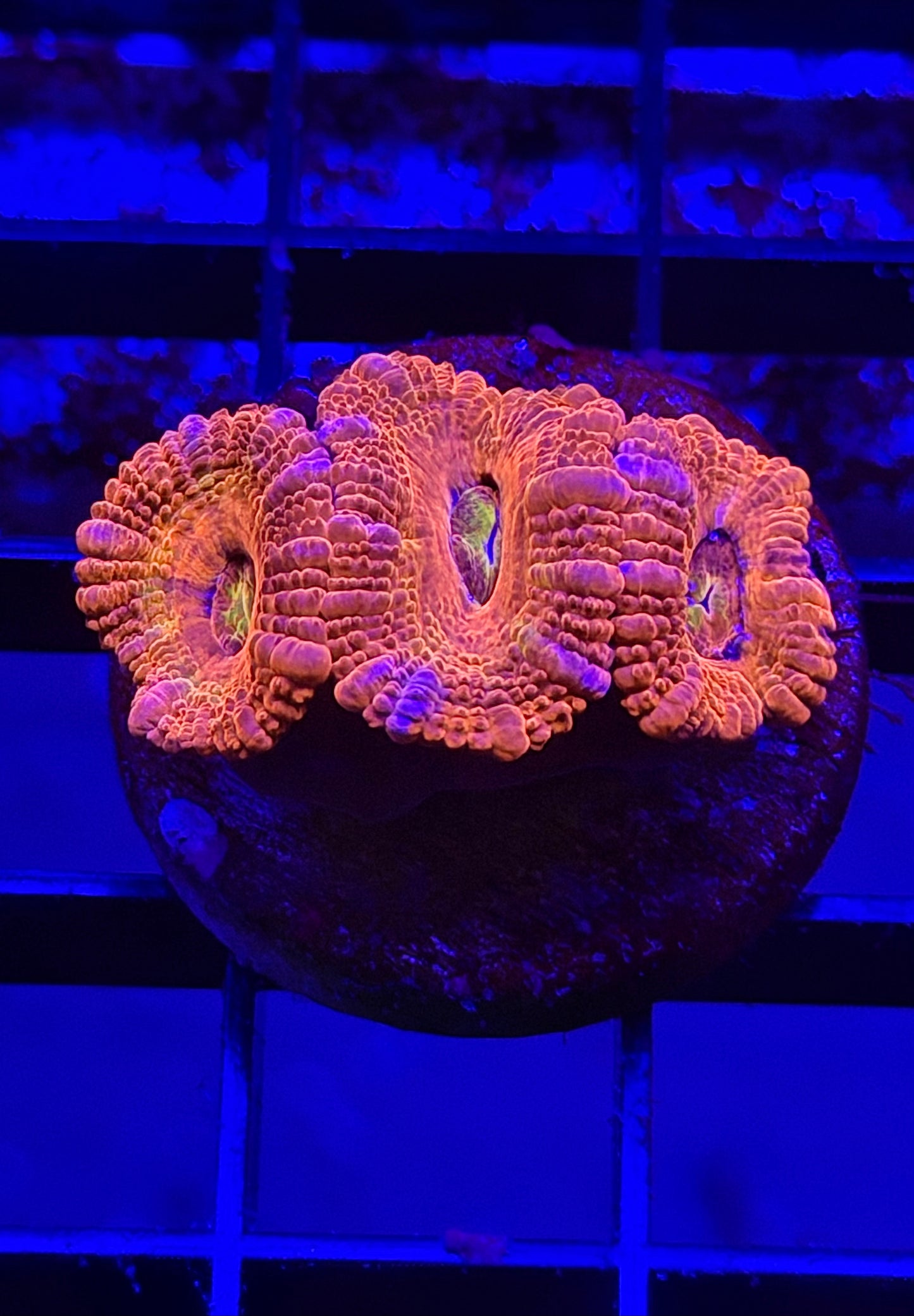 Tangerine Dream Acan