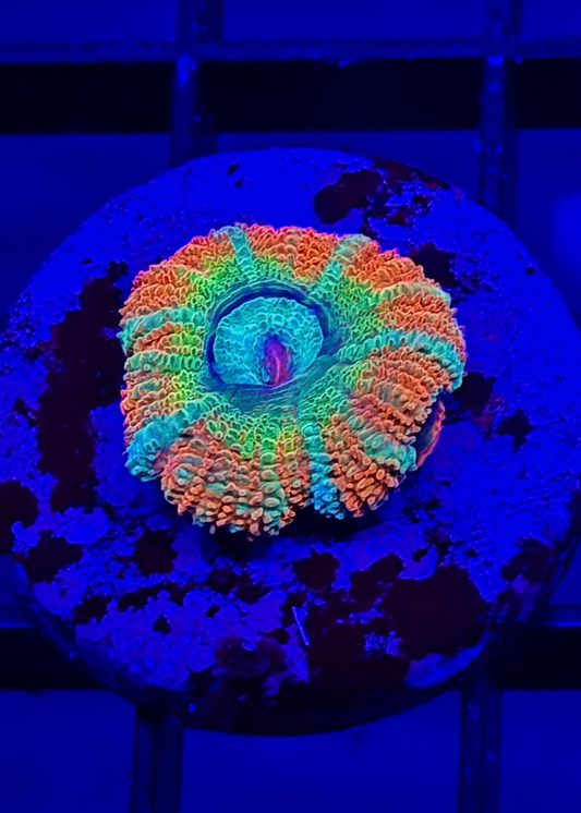 Rainbow Shockwave Aussie Acan