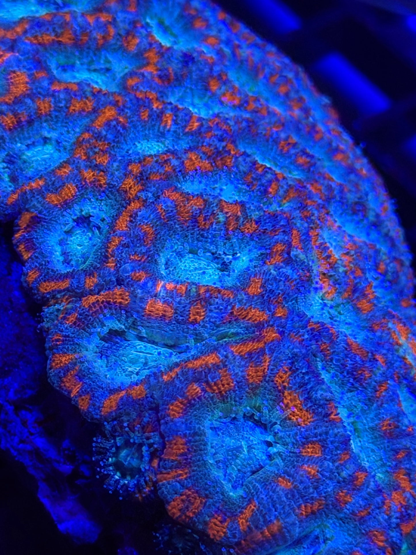 TPZ Blue Lagoon Asian Acan