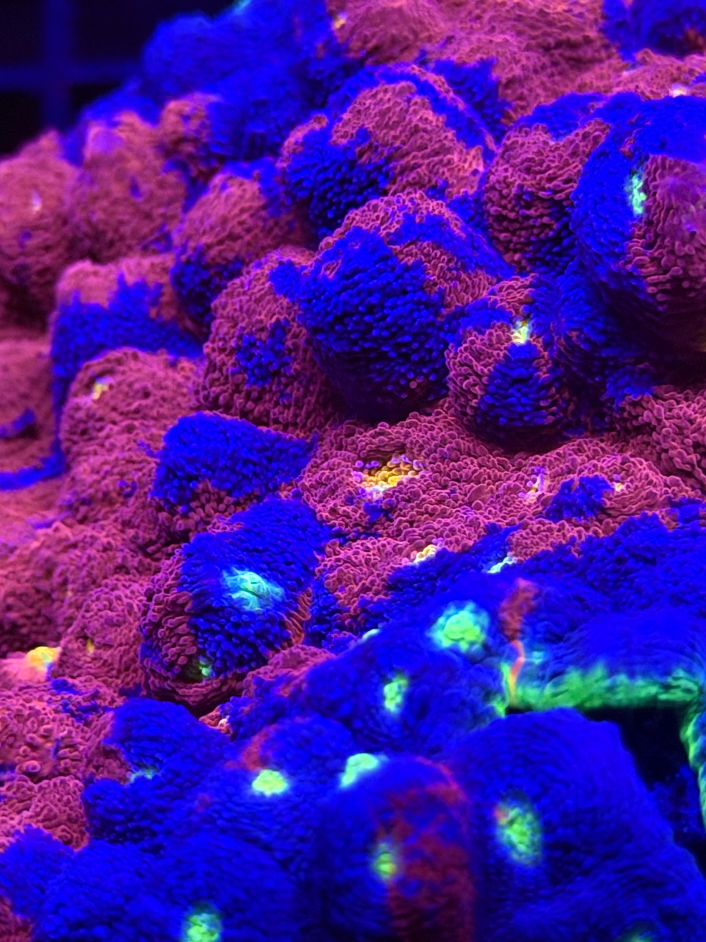 Jelly Bean Chalice Colony