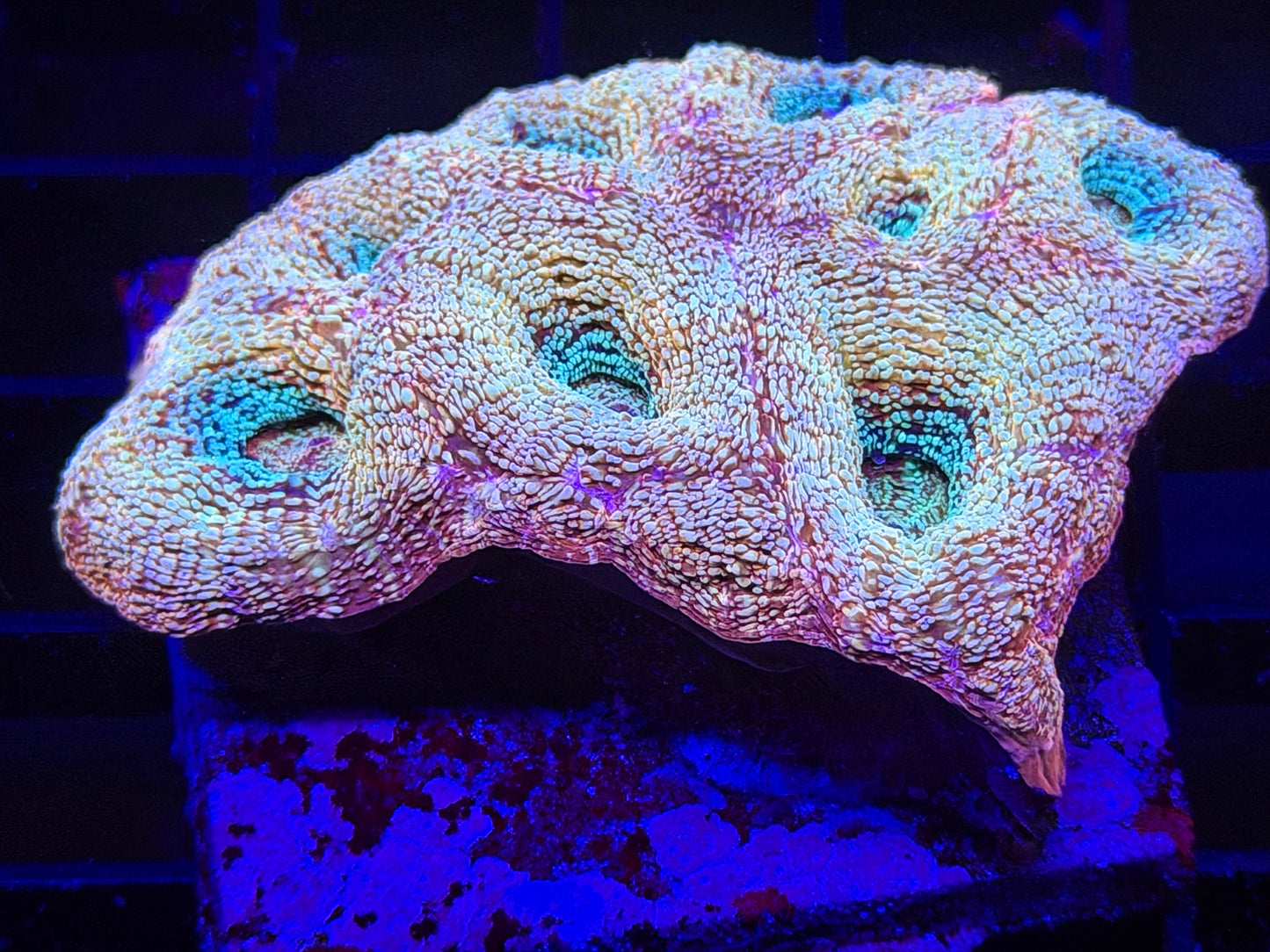 Georgia Peach Glitter Bowerbanki