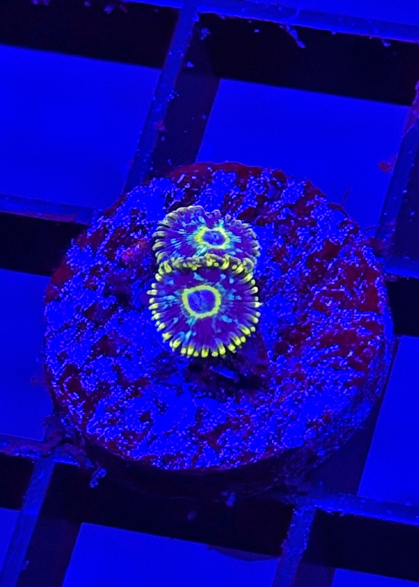 Cosmic Hornet Zoa
