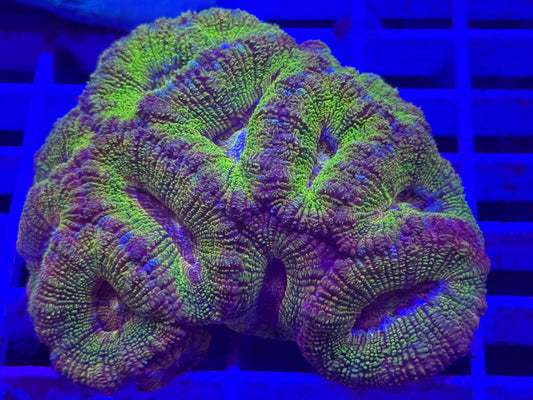Fanny Flutter Glitter Asian Acan
