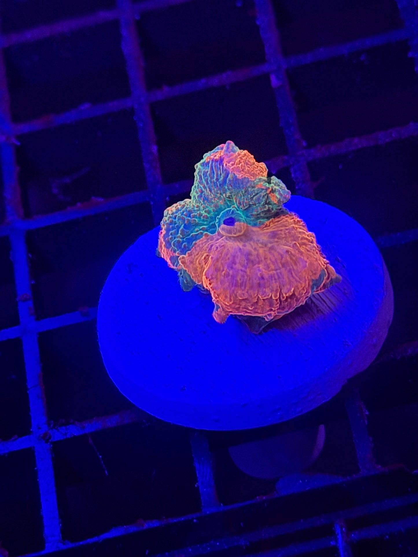 Eclectus Mushroom Coral