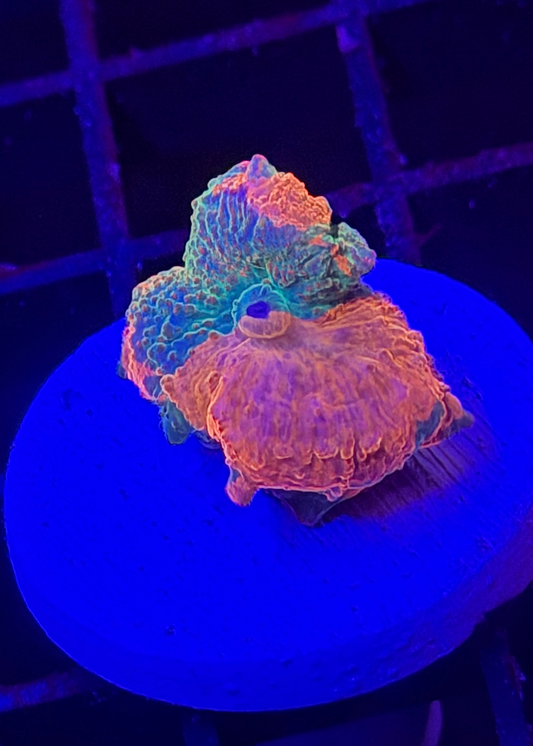 Eclectus Mushroom Coral