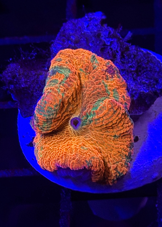 Eclectus Mushroom Coral