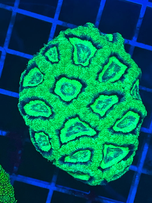 The Green Lantern Asian Acan
