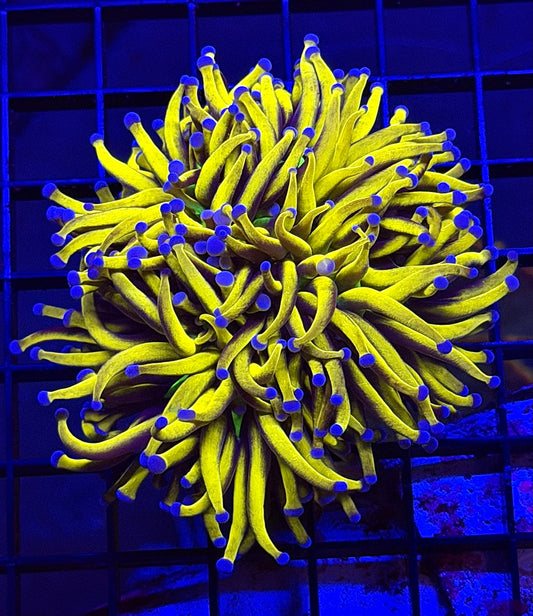 3 Way Splitting TPZ 24K NY KNICKS Torch Coral