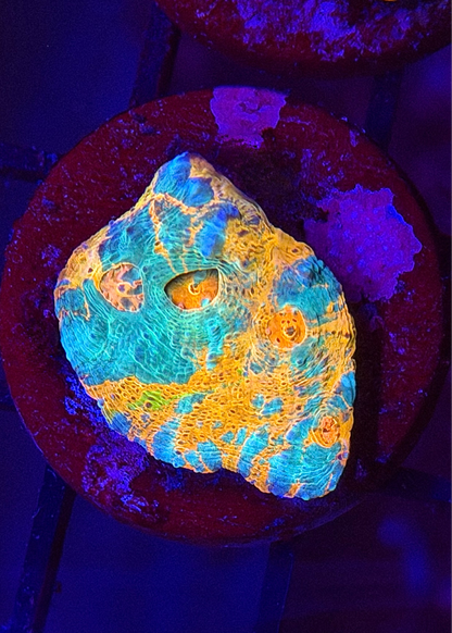 Rainbow GoGurt Chalice