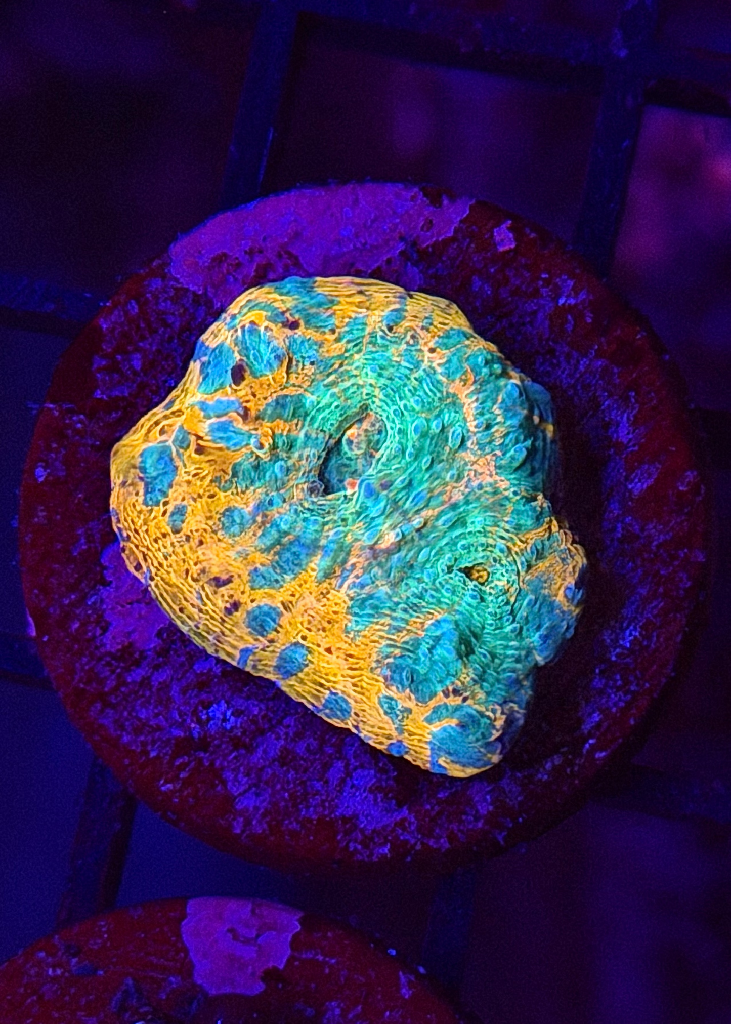 Rainbow GoGurt Chalice