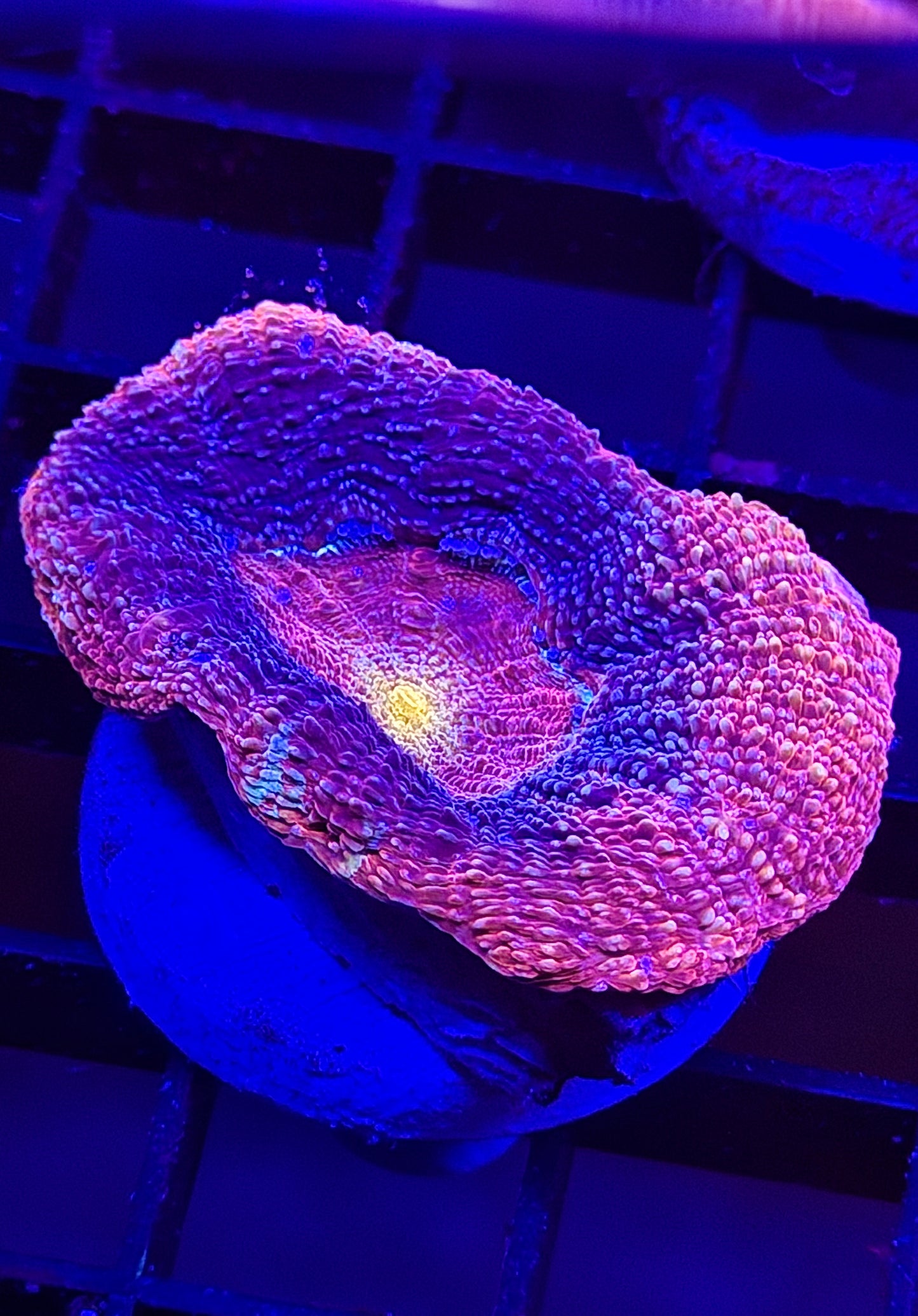 Voodoo Magic Bowerbanki