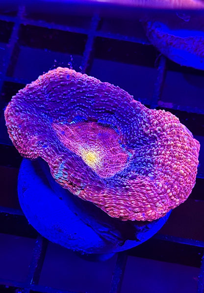Voodoo Magic Bowerbanki