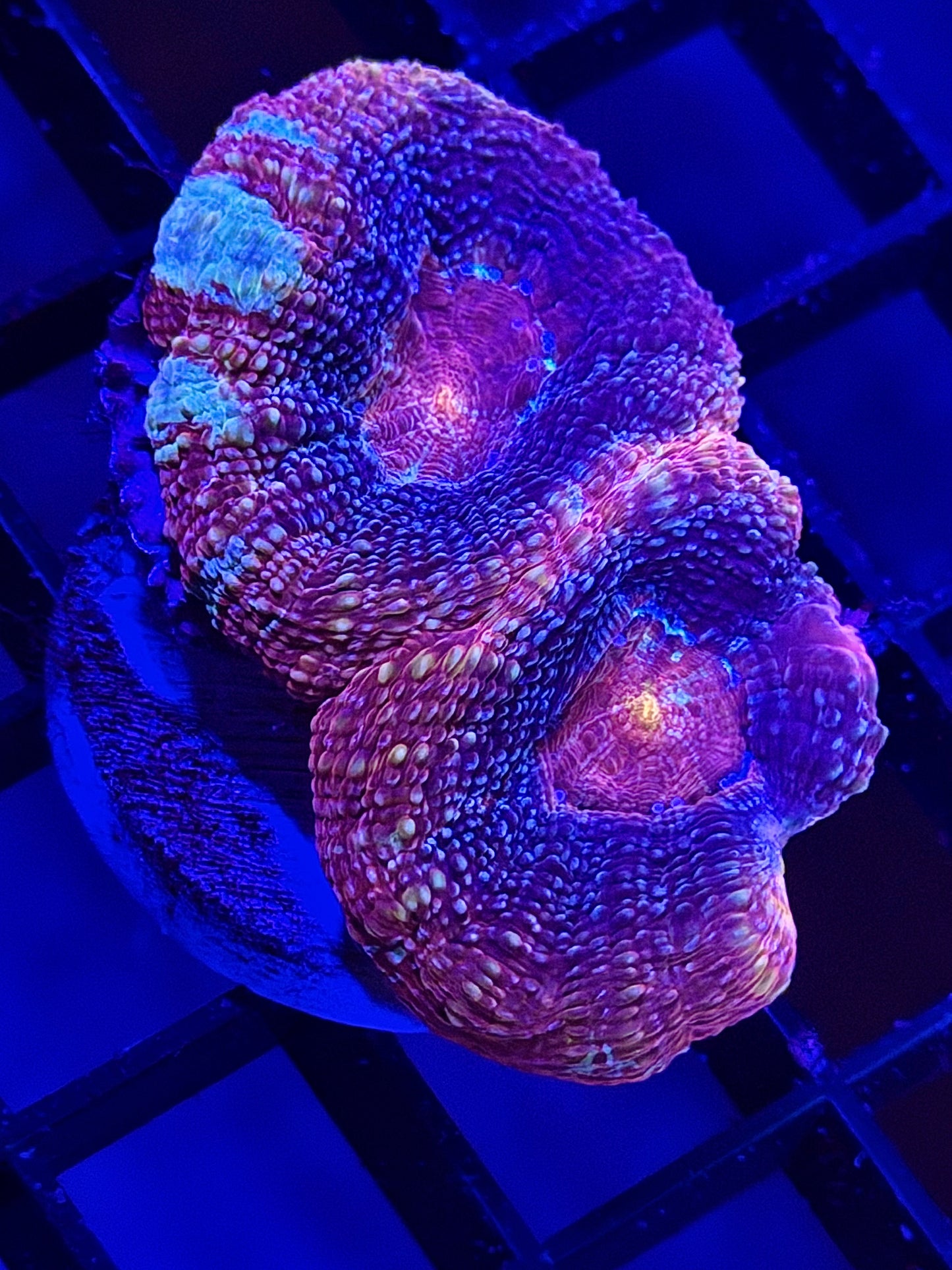 Voodoo Magic Bowerbanki