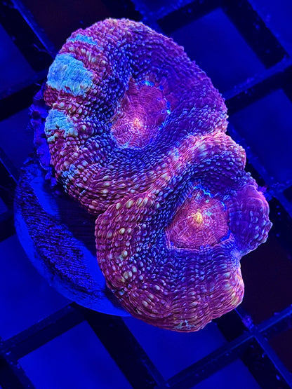 Voodoo Magic Bowerbanki
