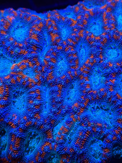 TPZ Blue Lagoon Asian Acan