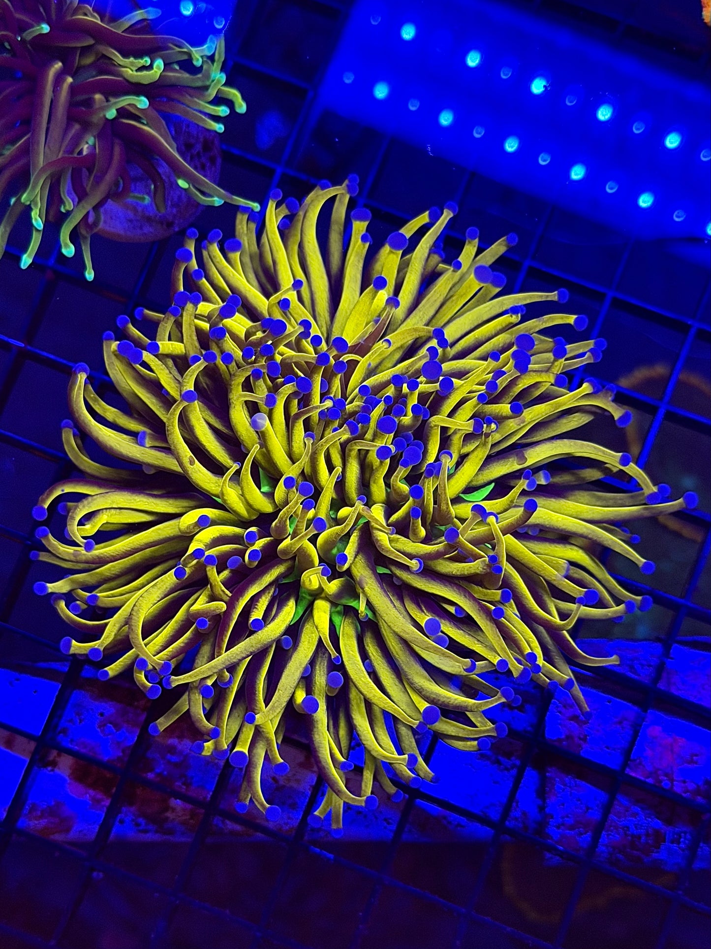 3 Way Splitting TPZ 24K NY KNICKS Torch Coral