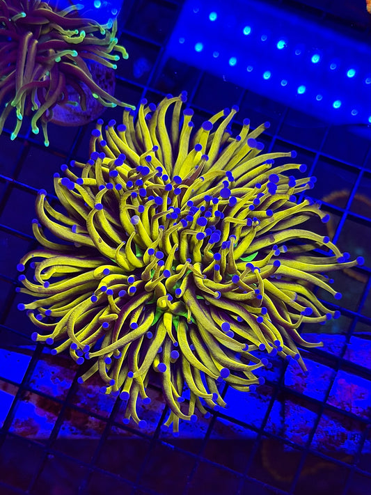 3 Way Splitting TPZ 24K NY KNICKS Torch Coral