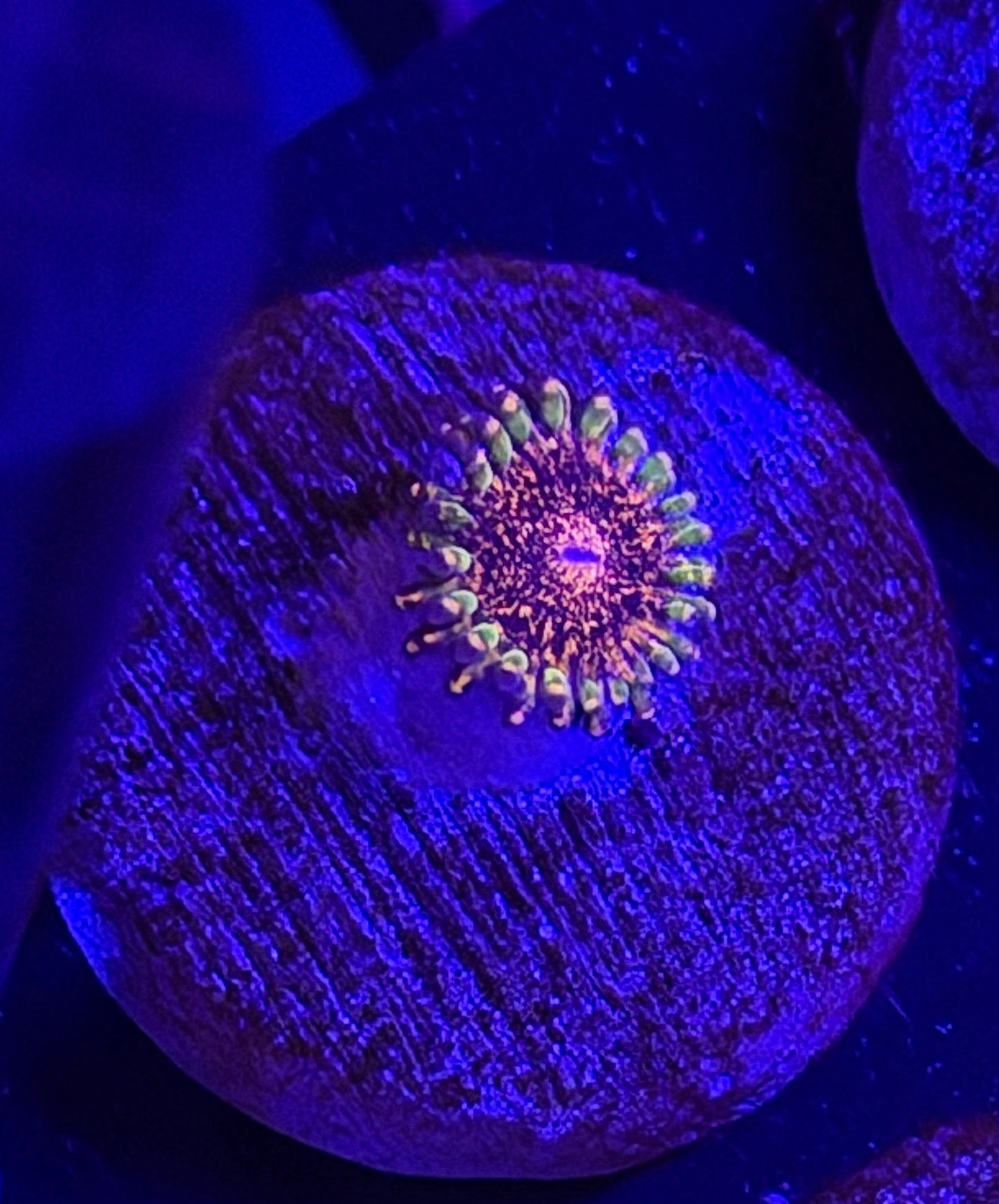 Dayglo Volcano Zoa