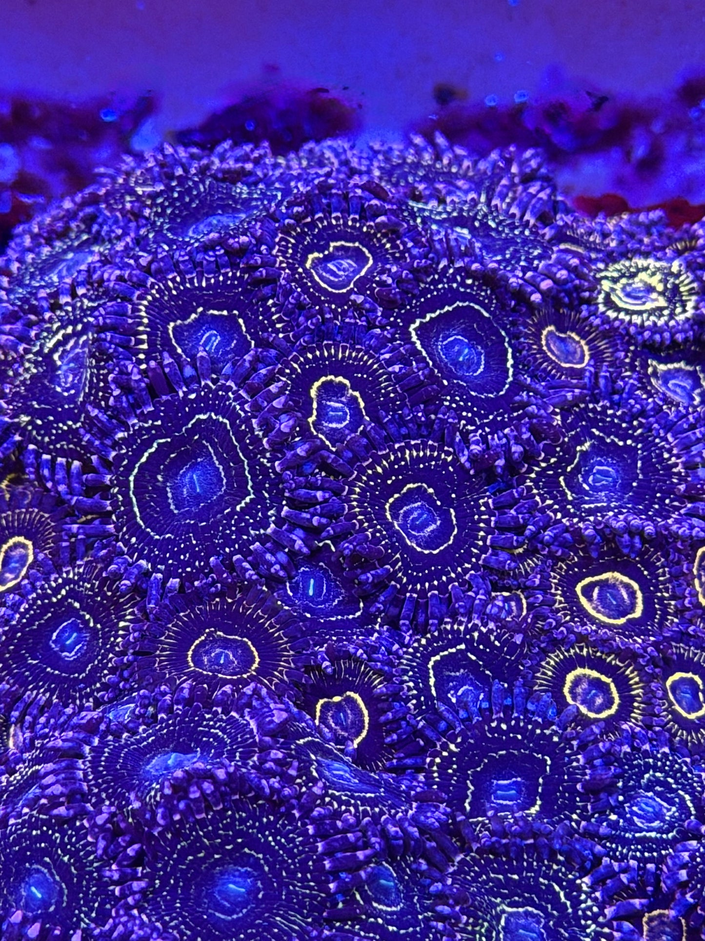 30 Polyp Stratosphere Tile