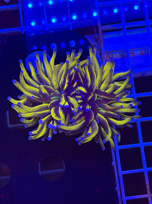 24K NYK Torch Coral (SPLITTING)