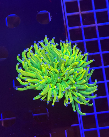 TPZ 24K HG Torch Coral