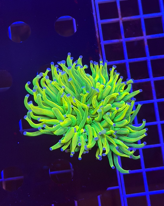 TPZ 24K HG Torch Coral