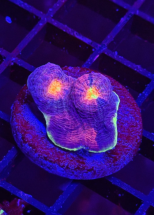 Monster's Inc Rainbow Chalice