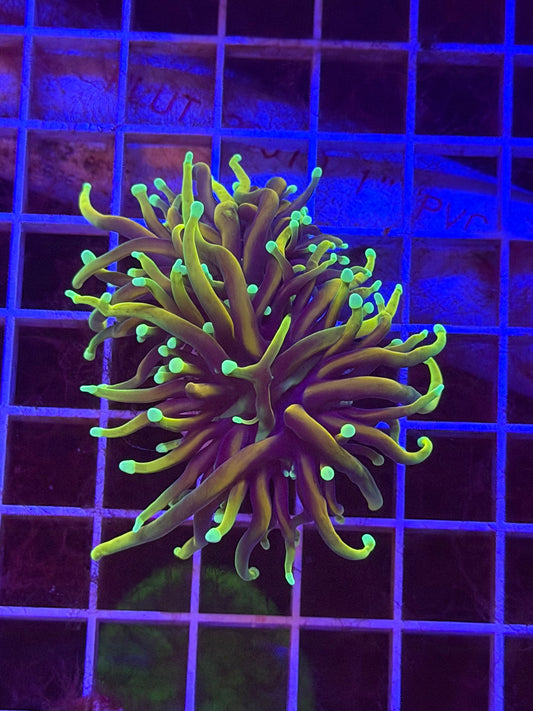 Dragon Soul Torch Coral
