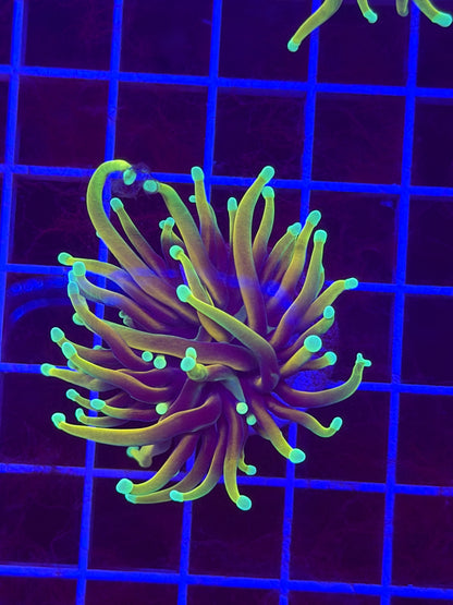 Dragon Soul Torch Coral