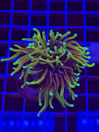 Dragon Soul Torch Coral