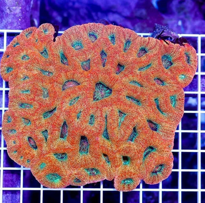 Georgia Peach Glitter Bowerbanki
