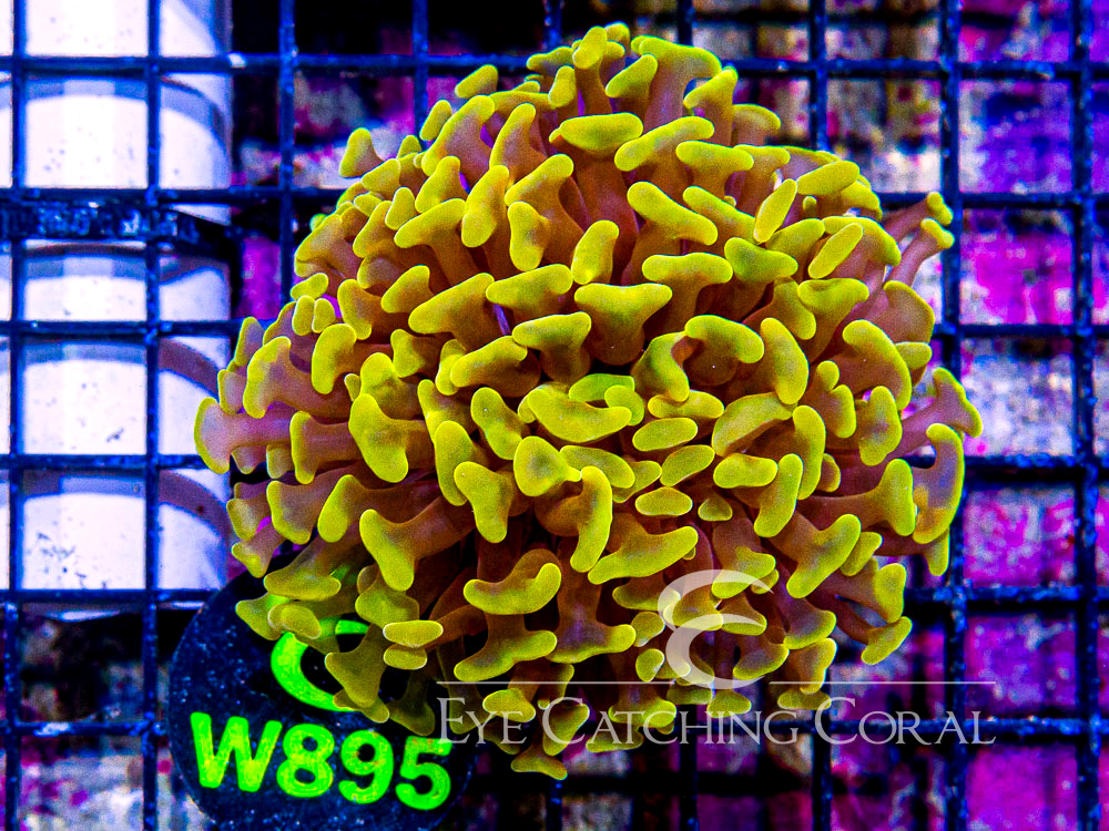 Eye Catching Australian Gold Branching Hammer Preorder