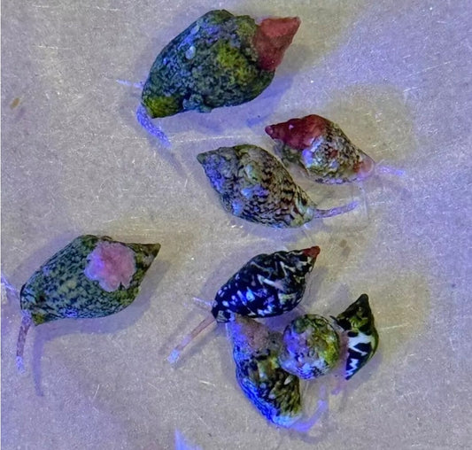 Dove Snails
