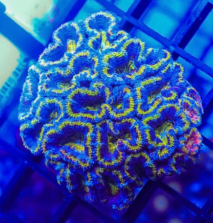 Baby Girl Aussie Acan