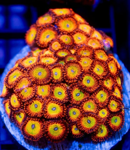 Candy Apple Orange Zoa