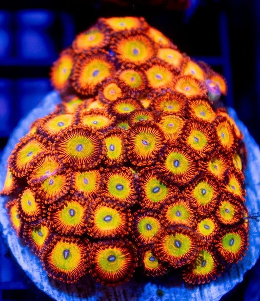 Candy Apple Orange Zoa
