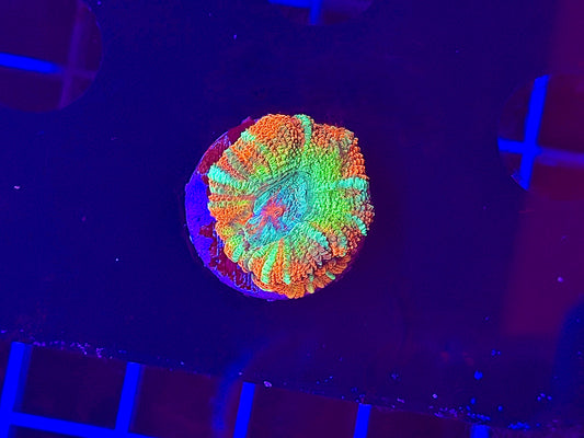 Rainbow Shockwave Acan