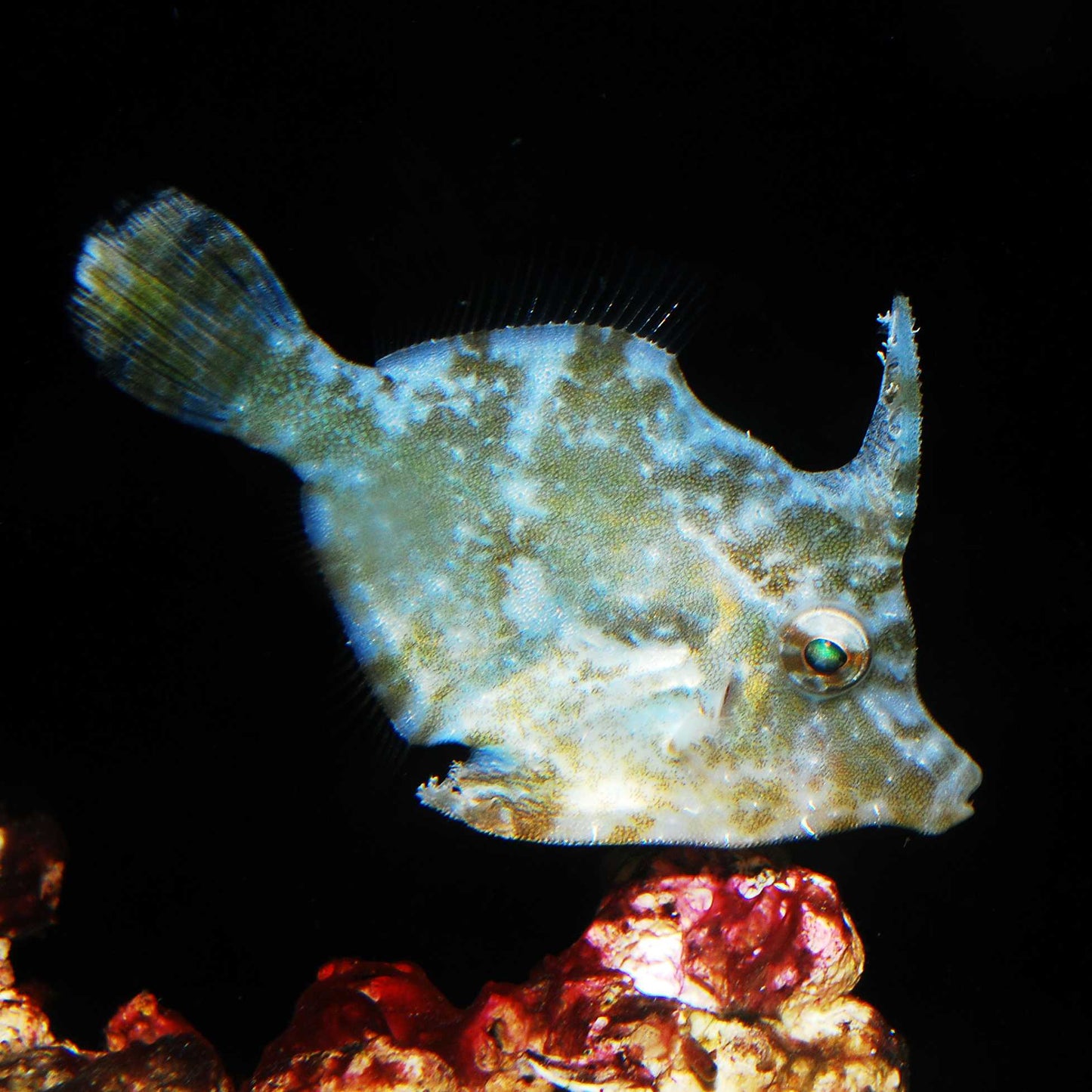 Biota CB Matted filefish (Aiptasia-Eating) 2"