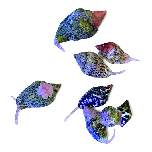 Dove Snails