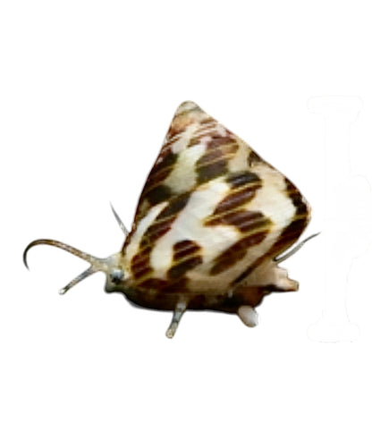 "Mini Trochus" Collonista Snails
